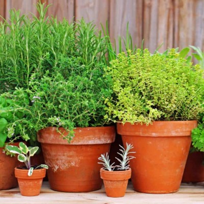 Ask An Expert - How to grow food in pots