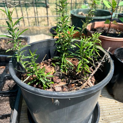 Herb Plants - rosemary, sage, thyme, mint & more PWYW