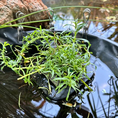 Aquatic Water Herbs - river mint, brahmi, water parsley PWYW