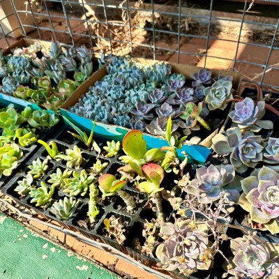 Succulents - plants & cuttings PWYW