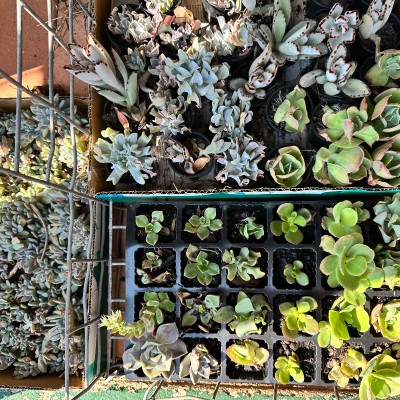 Succulents - plants & cuttings PWYW