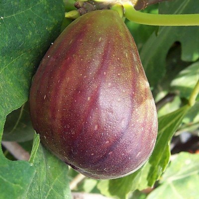 Fig (Brown Turkey) Cuttings