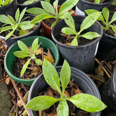 Echium Simplex Seedling