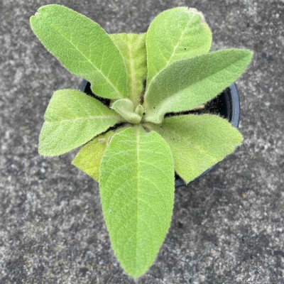Mullein (Verbascum) Seedling