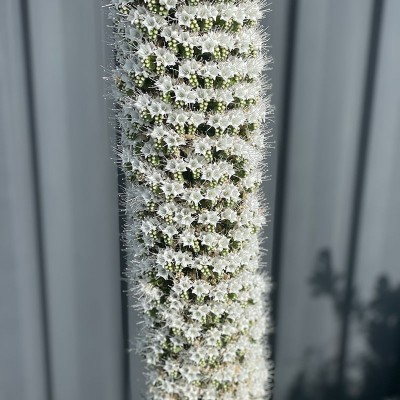 Echium Simplex Seedling