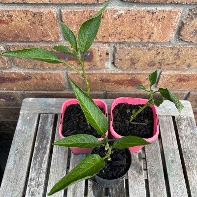 Pepino Plant (Solanum muricatum)