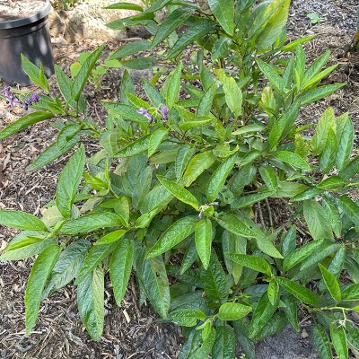 Pepino Plant (Solanum muricatum)
