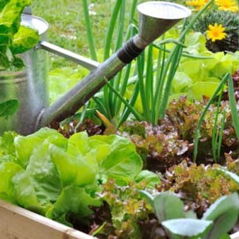 How to create a thriving veggie garden in tough times