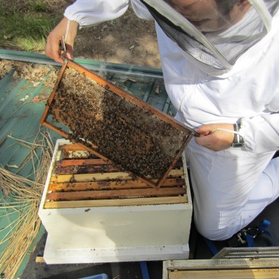An introduction to bee keeping at home with Doug Purdie (The Urban Beehive) LIVE!