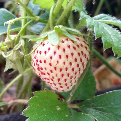Strawberry Pineberry (Fragaria x ananassa 'Pineberry') - Pick up only
