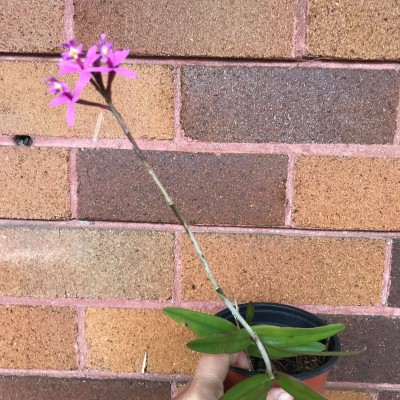 Crucifix Orchid - Purple (Epidendrum ibaguense) - Pick up only