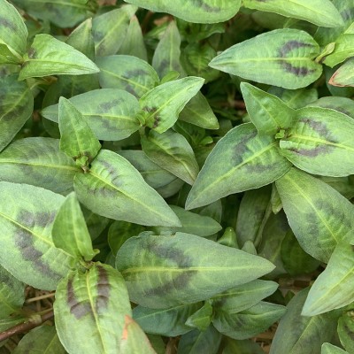 Vietnamese Mint (Persicaria odorata) - Pick up only