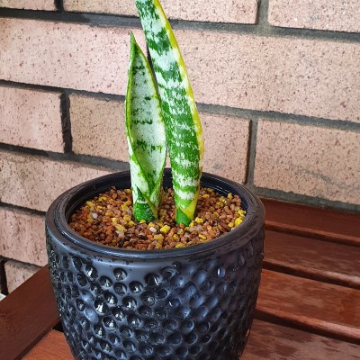 Potted mother-in-law's tongue/ snake plant