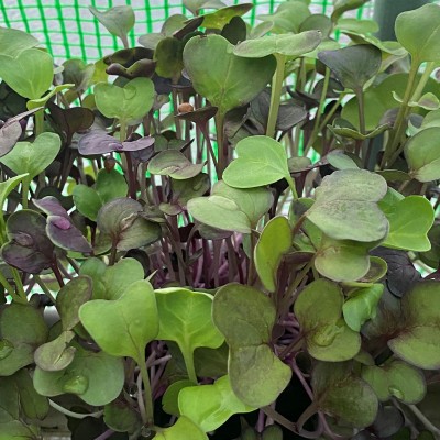 Micro Greens and baby leaf