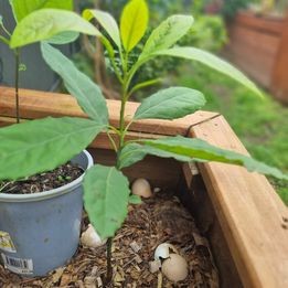 Organic Hass Avocado plants