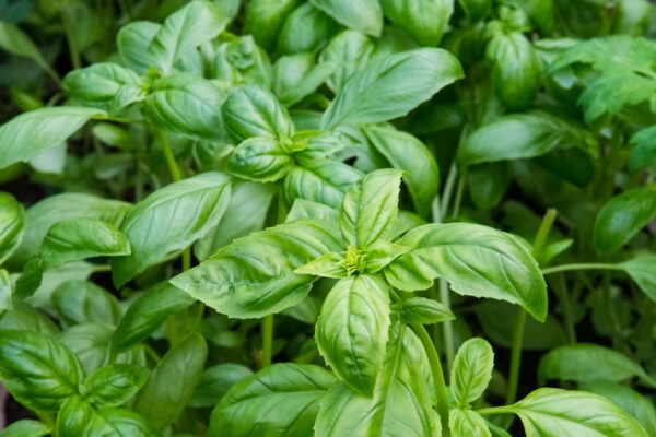 Fresh green basil leaves in a garden bed