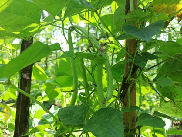 Green beans growing on vine in sunlight