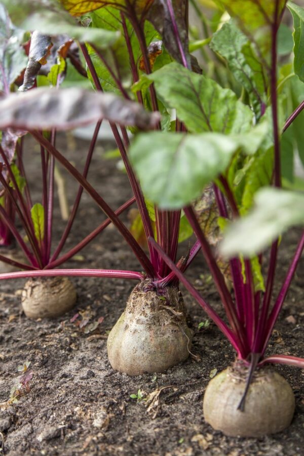 Beetroot plants growing in the soil.