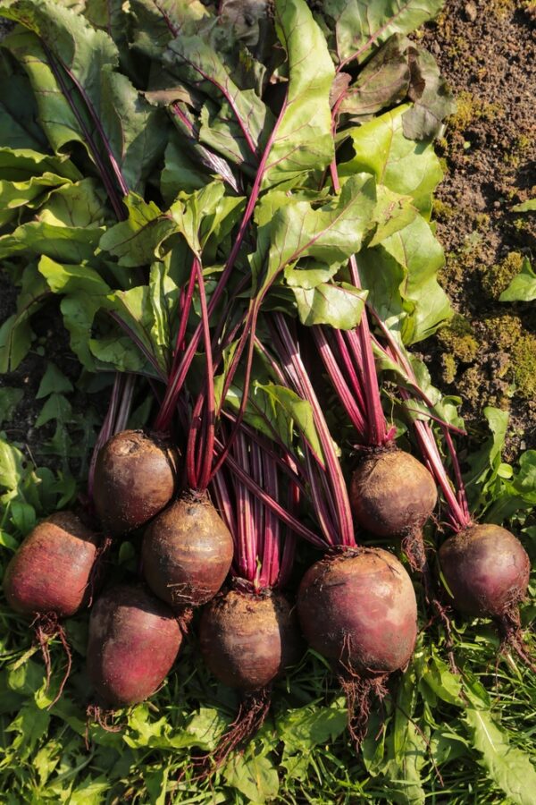 Fresh beetroots with green leaves on soil