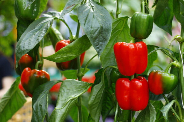 Red capsicums growing on plant with green leaves.