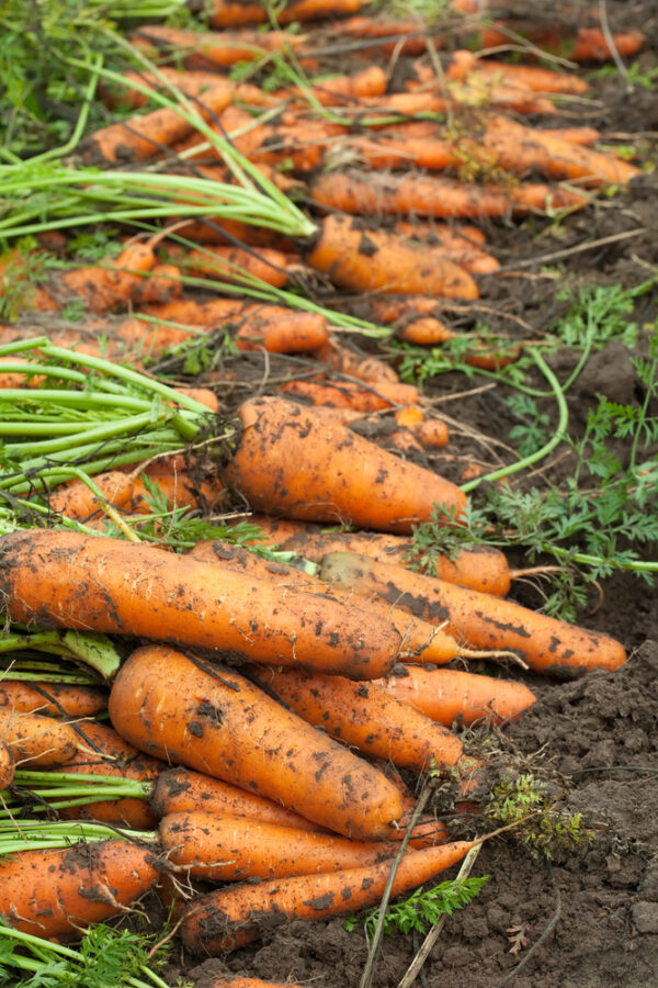 Freshly harvested carrots on soil, green tops visible.