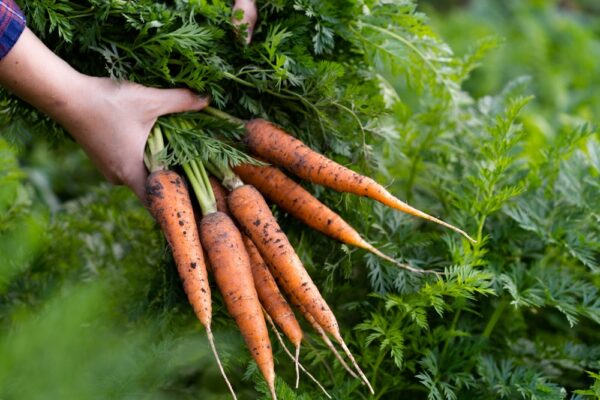 Freshly harvested carrots in garden bed