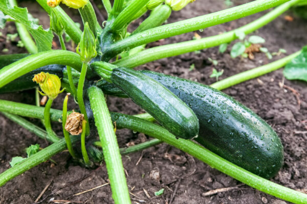 Fresh zucchini growing in garden