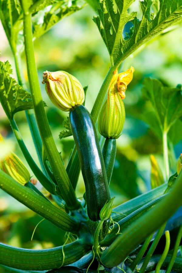 Zucchini plant with yellow flowers in garden.