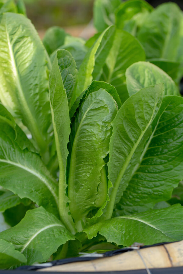 Fresh green cos lettuce in garden bed.