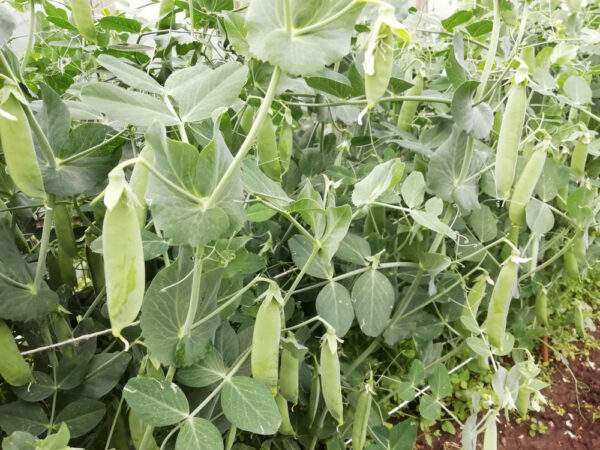 Green pea plants growing in garden