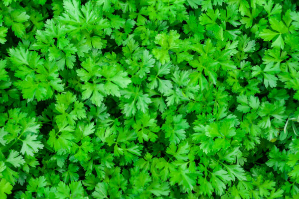 Fresh green parsley leaves in garden