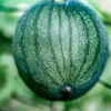 Close-up of green watermelon on vine