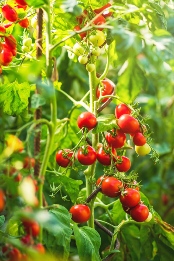 Ripe tomatoes on the vine in a garden.