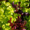 Mixed green and red lettuce leaves in garden.