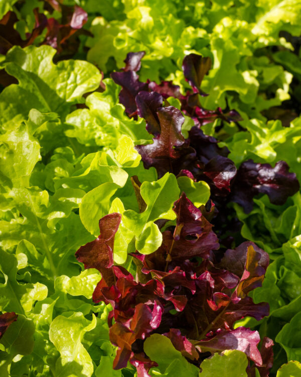 Mixed green and red lettuce leaves in garden.