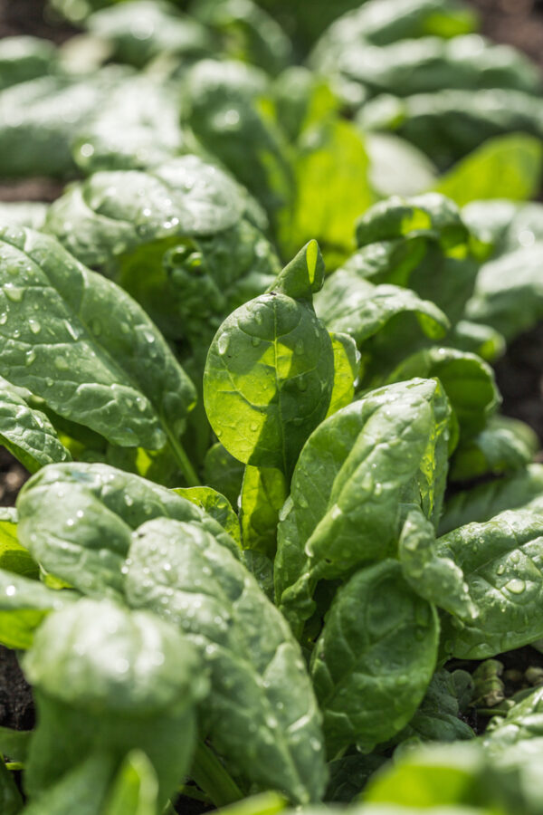 Fresh spinach leaves with morning dew droplets.