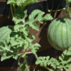 Young watermelons growing on vine in garden.