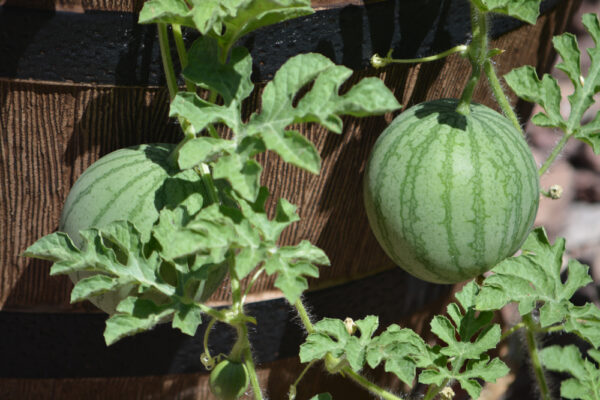 Young watermelons growing on vine in garden.