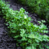 Fresh parsley growing in garden bed