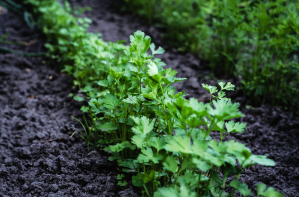 Fresh parsley growing in garden bed