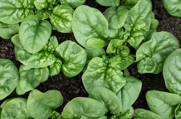 Fresh spinach leaves growing in garden soil.