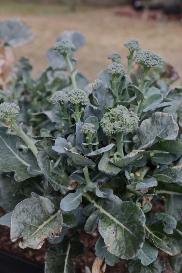 Growing broccoli plant in a garden bed.