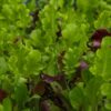 Fresh mixed lettuce leaves in garden
