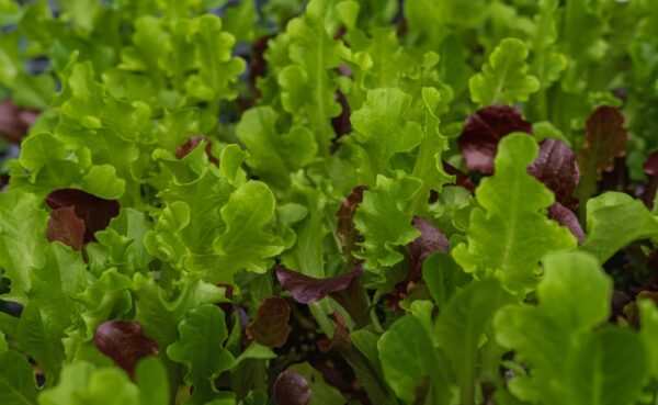 Fresh mixed lettuce leaves in garden