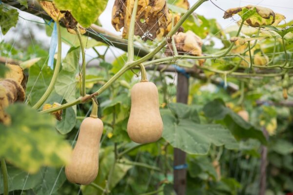 Butternut pumpkins growing on vine in farm garden.