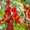 Red tomatoes hanging on green vines in garden.