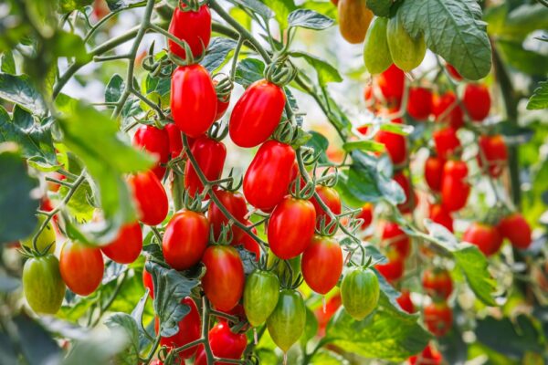 Red tomatoes hanging on green vines in garden.