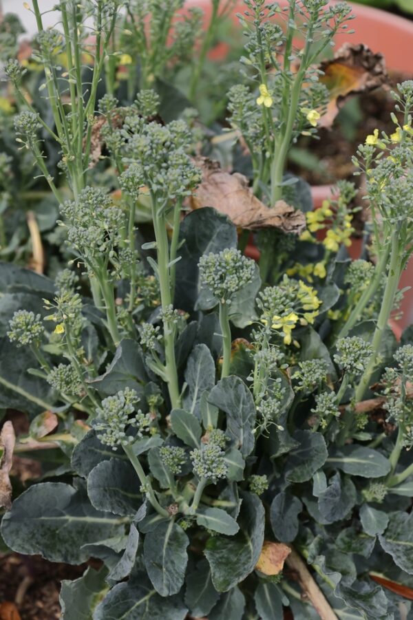 Mature broccoli plants in a garden pot.