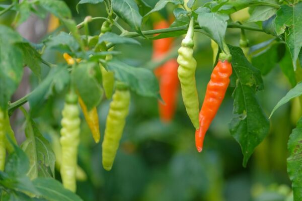 Colourful chillies growing on plant in garden.