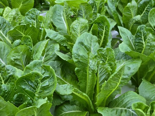 Fresh green lettuce leaves in a garden.